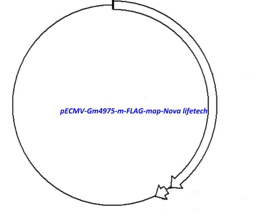 pECMV-Gm4975-m-FLAG Plasmid