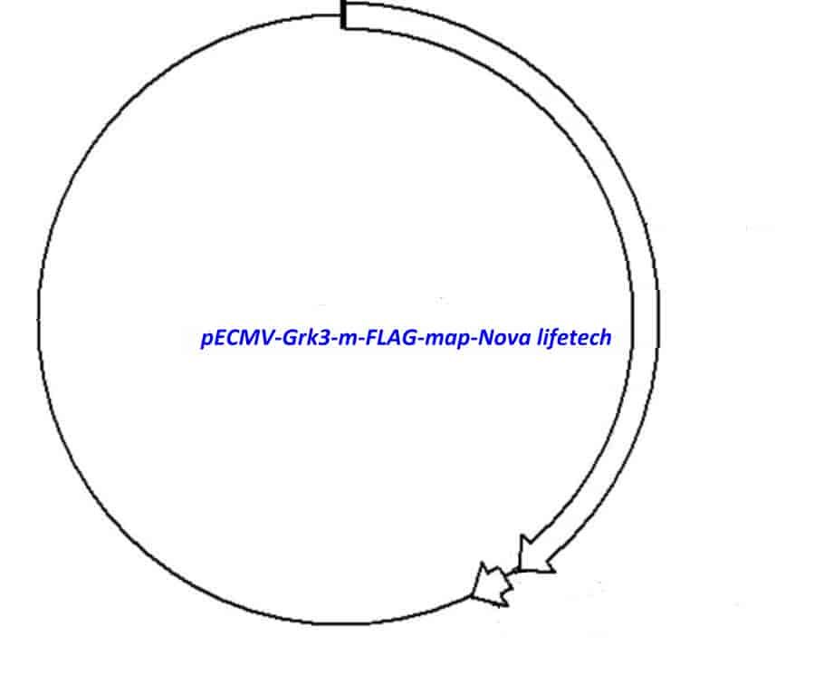 pECMV-Grk3-m-FLAG Plasmid