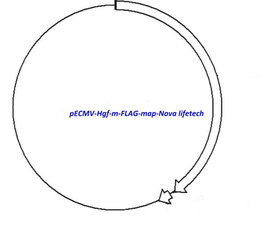 pECMV-Hgf-m-FLAG Plasmid