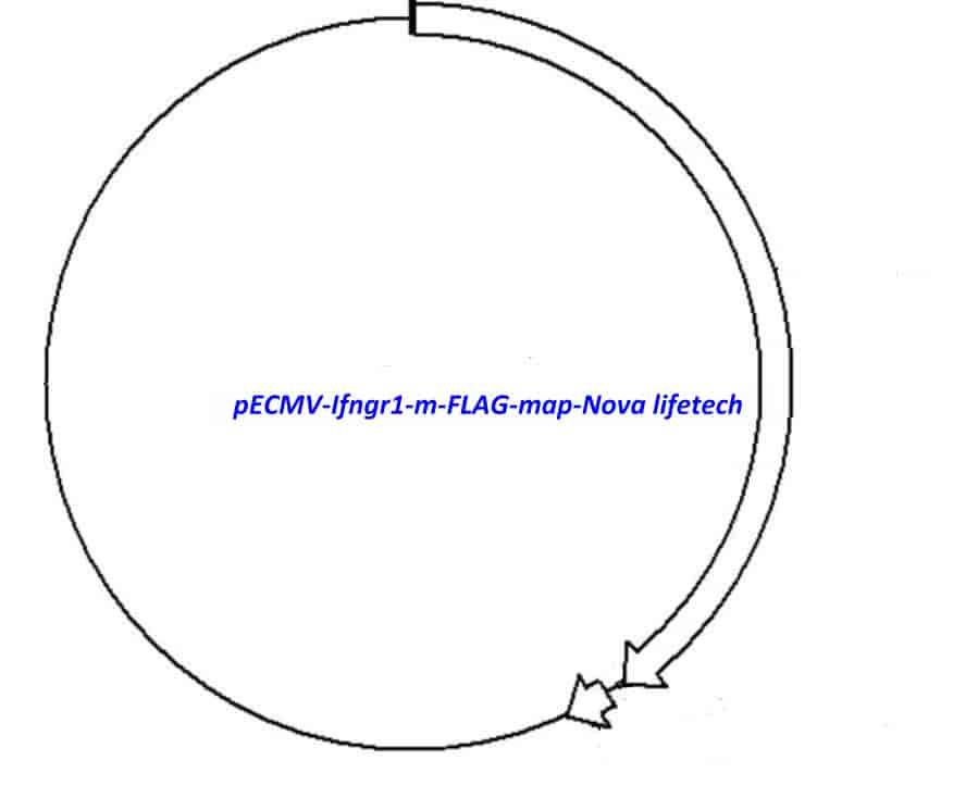 pECMV-Ifngr1-m-FLAG Plasmid