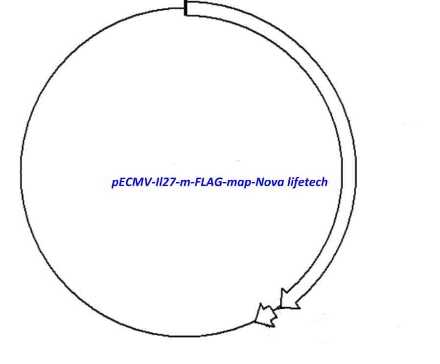 pECMV-Il27-m-FLAG Plasmid
