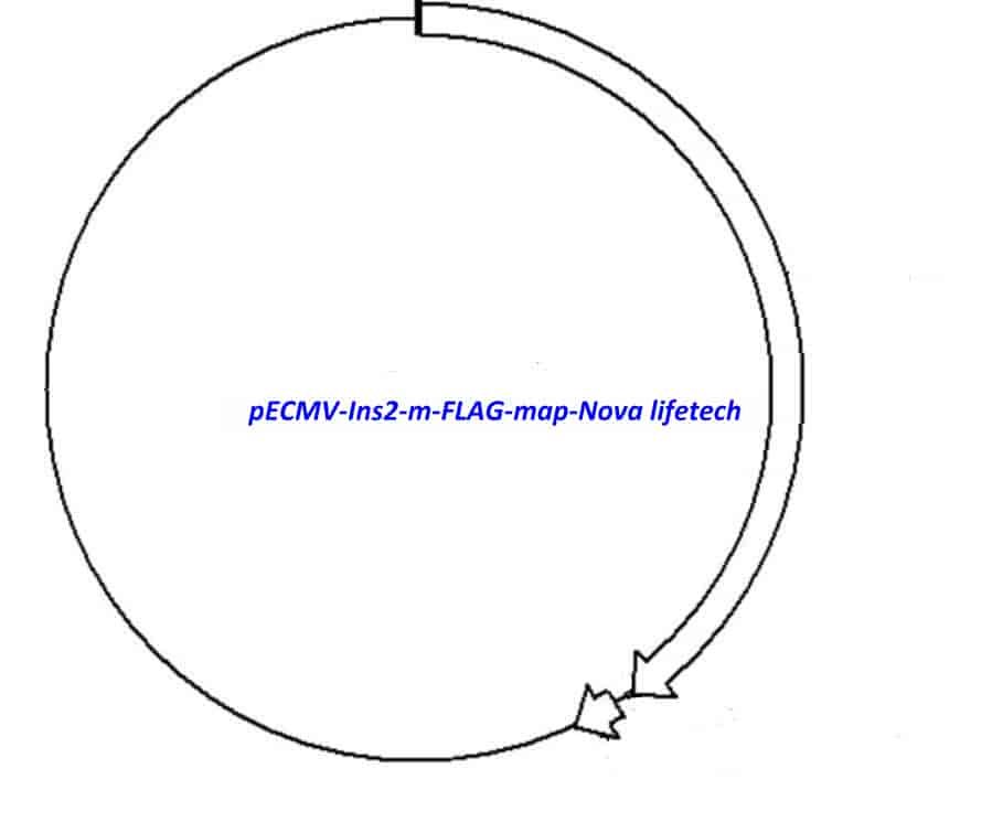 pECMV-Ins2-m-FLAG Plasmid