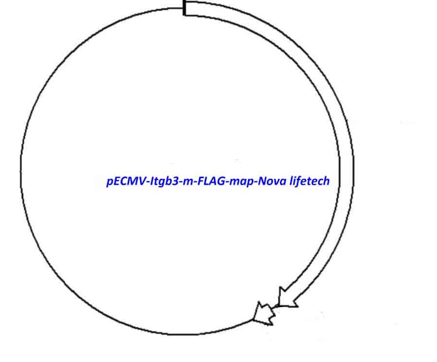 pECMV-Itgb3-m-FLAG Plasmid