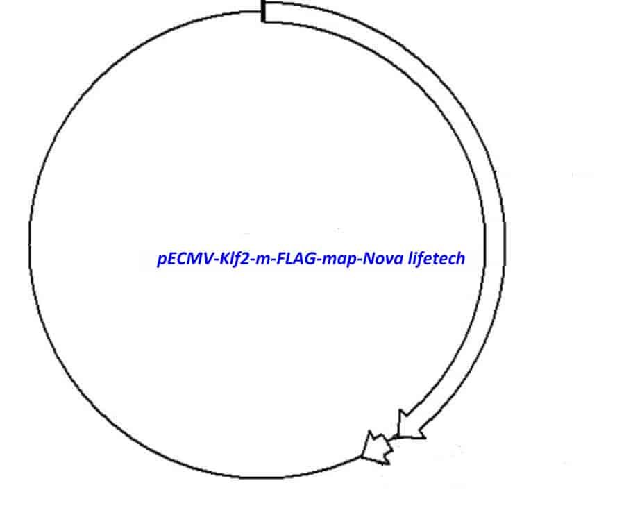 pECMV-Klf2-m-FLAG Plasmid