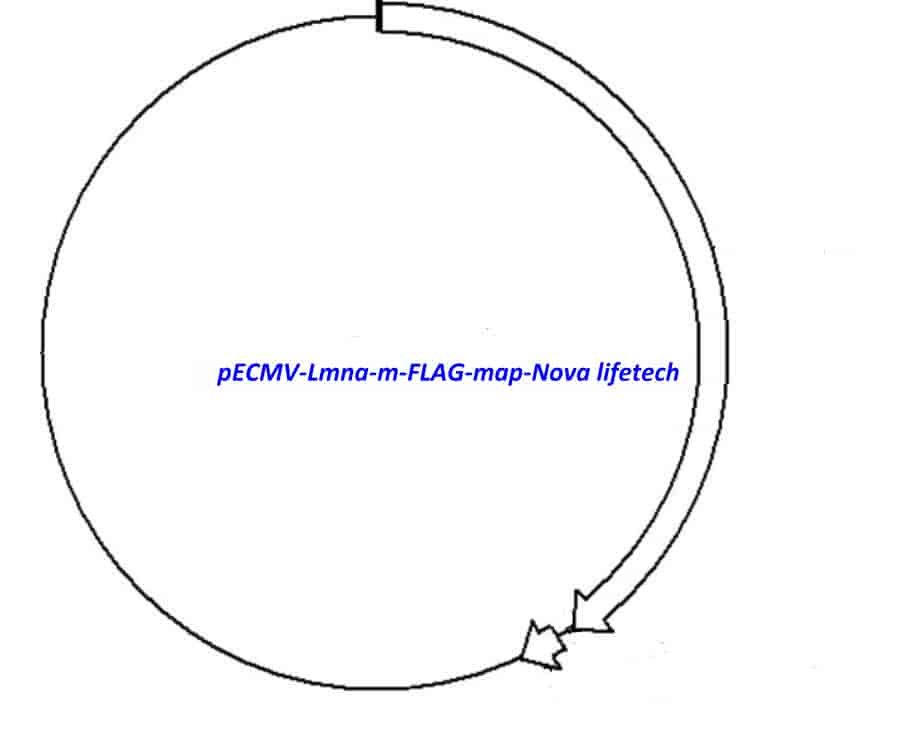 pECMV-Lmna-m-FLAG Plasmid