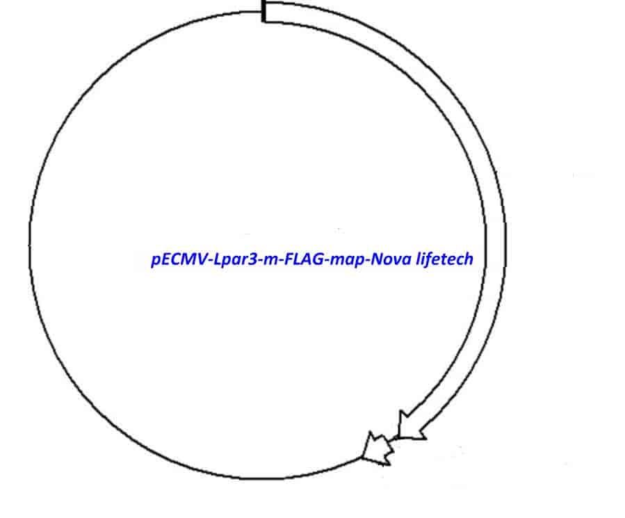pECMV-Lpar3-m-FLAG Plasmid