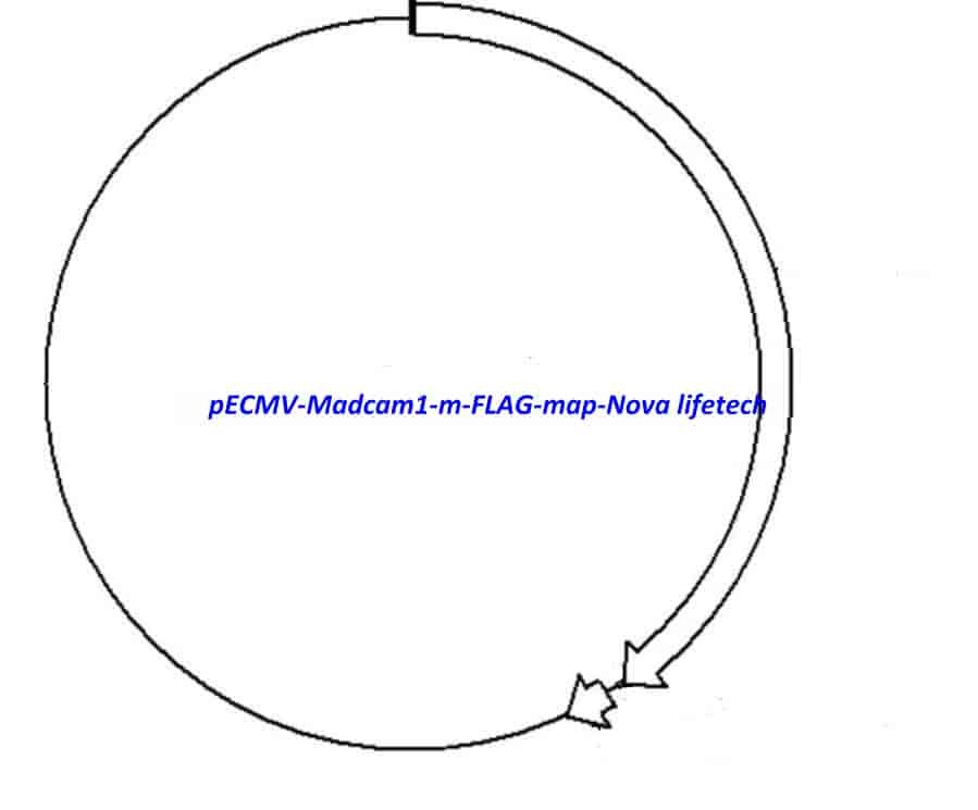 pECMV-Madcam1-m-FLAG Plasmid