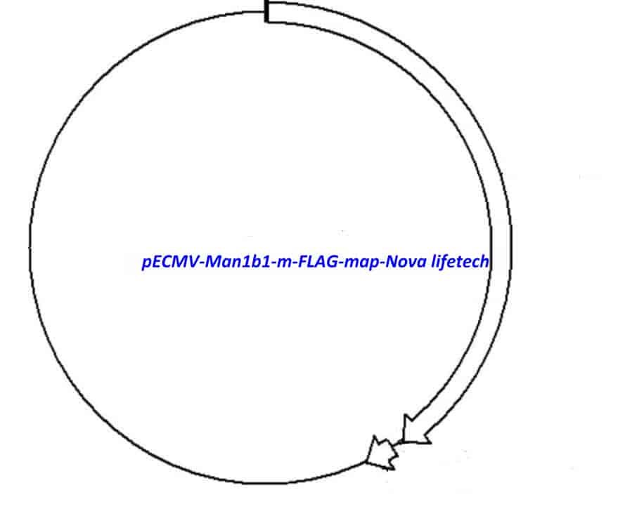 pECMV-Man1b1-m-FLAG Plasmid