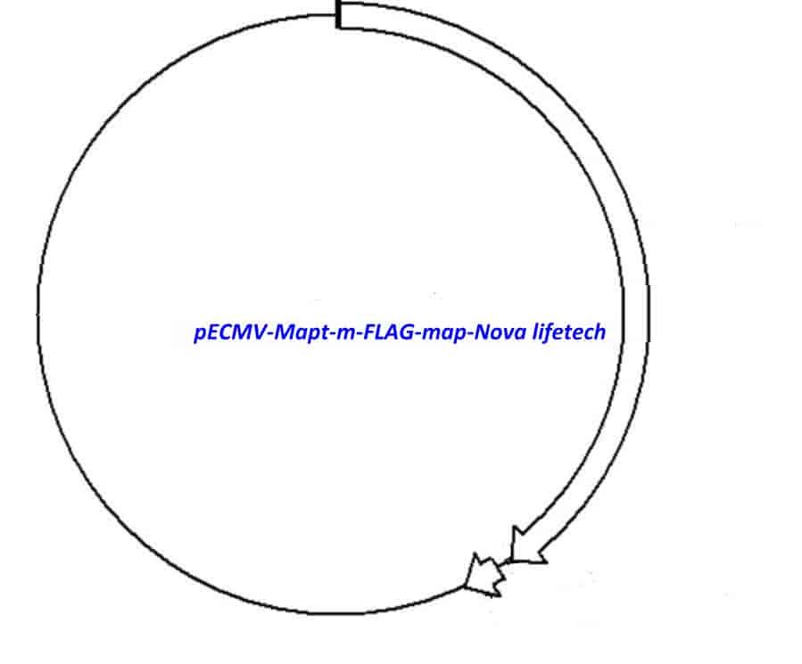 pECMV-Mapt-m-FLAG Plasmid