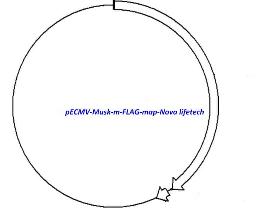 pECMV-Musk-m-FLAG