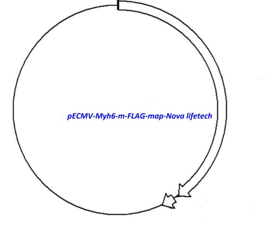 pECMV-Myh6-m-FLAG Plasmid