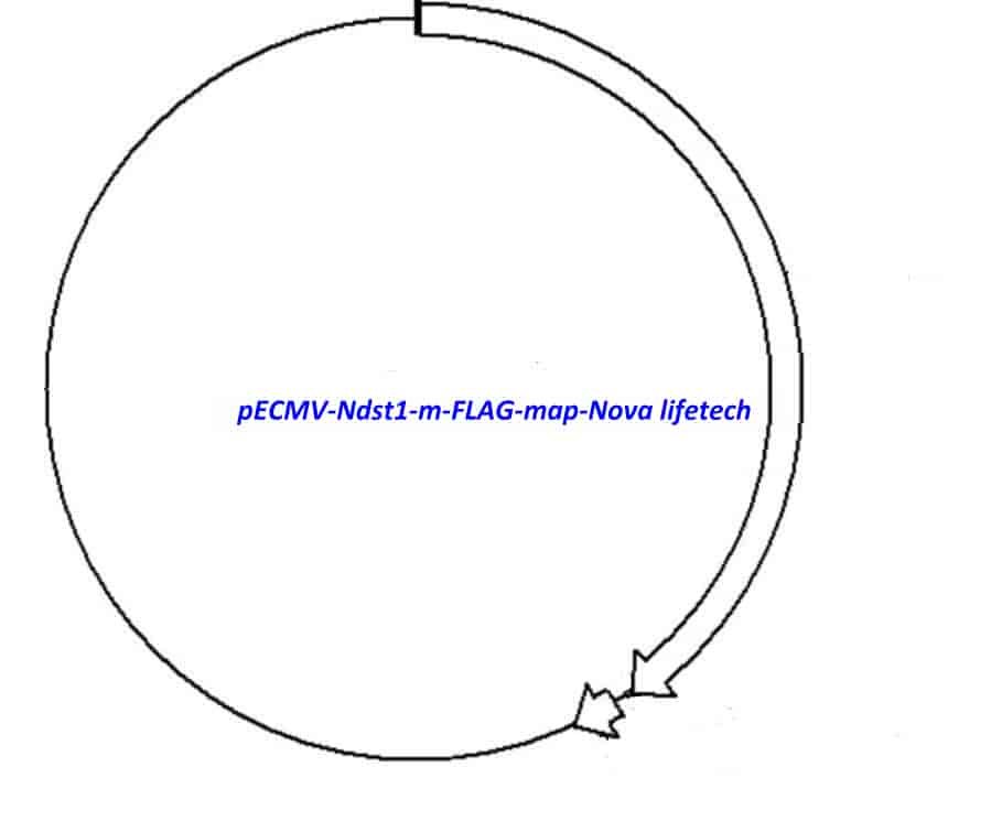 pECMV-Ndst1-m-FLAG Plasmid