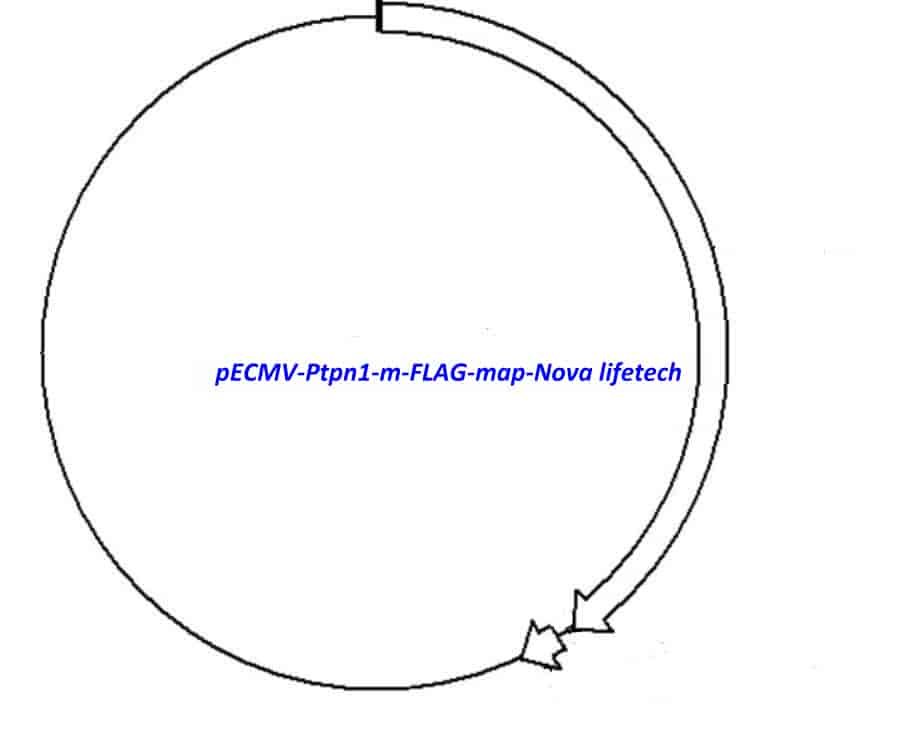 pECMV-Ptpn1-m-FLAG Plasmid