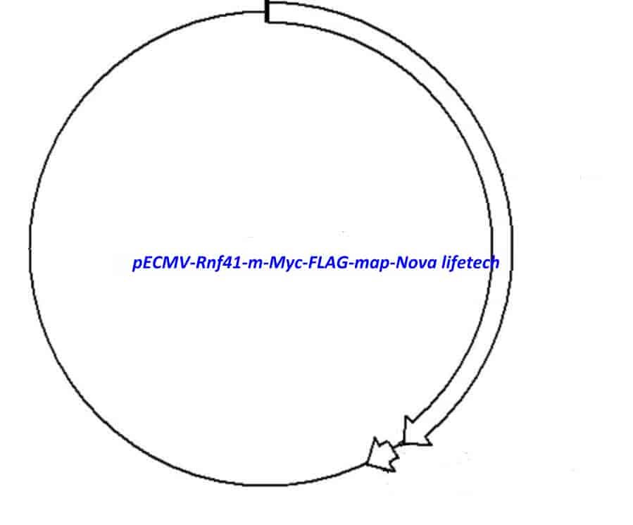 pECMV-Rnf41-m-Myc-FLAG