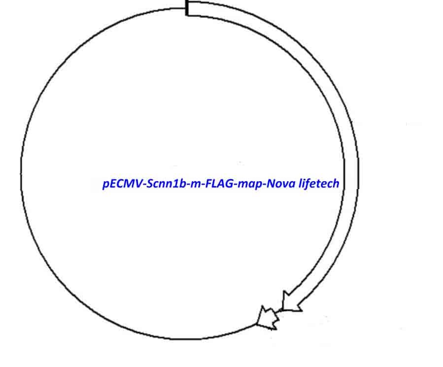 pECMV-Scnn1b-m-FLAG Plasmid