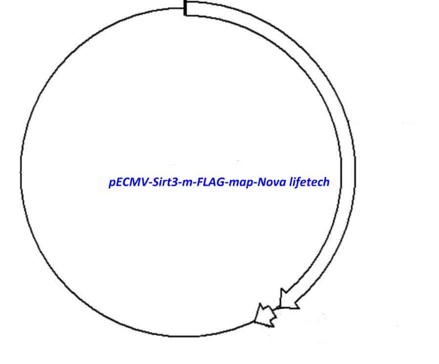pECMV-Sirt3-m-FLAG Plasmid