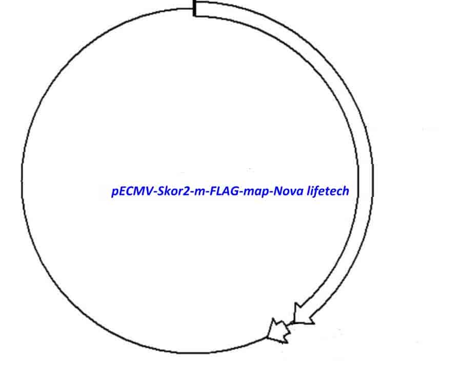 pECMV-Skor2-m-FLAG Plasmid