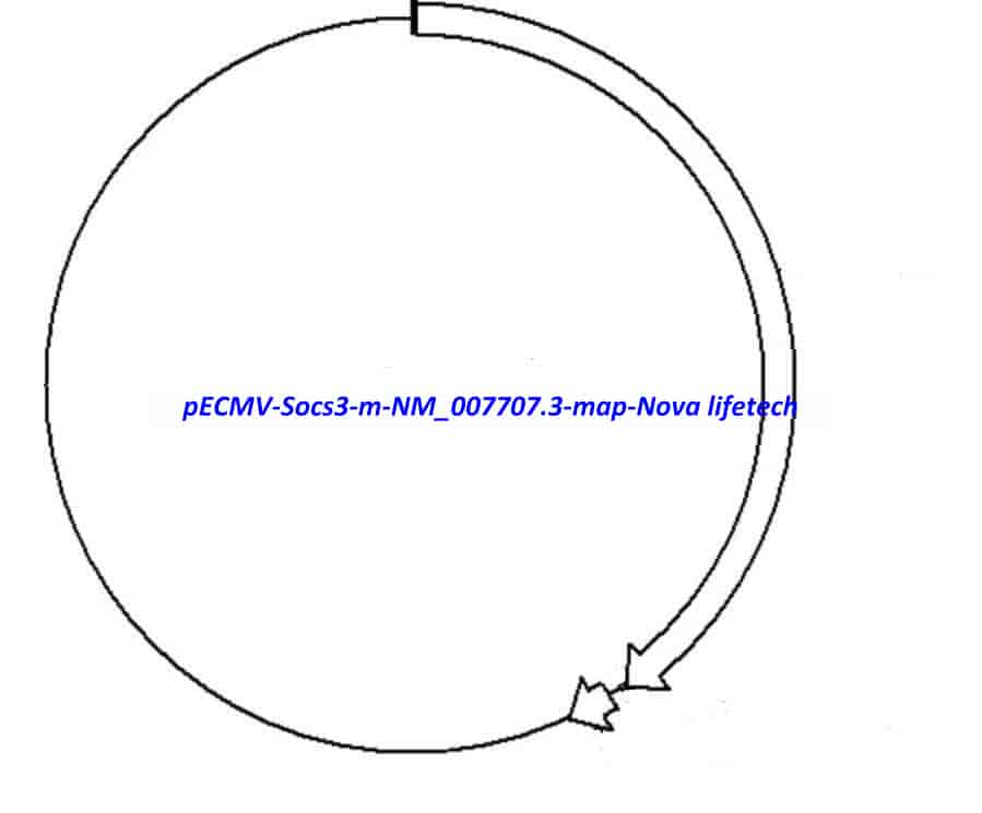 pECMV- Socs3- m (NM_007707.3)