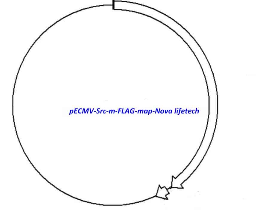 pECMV-Src-m-FLAG Plasmid
