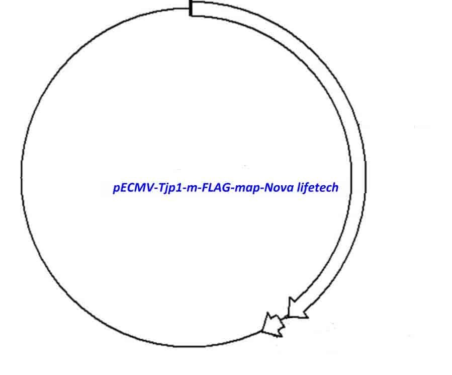 pECMV-Tjp1-m-FLAG Plasmid