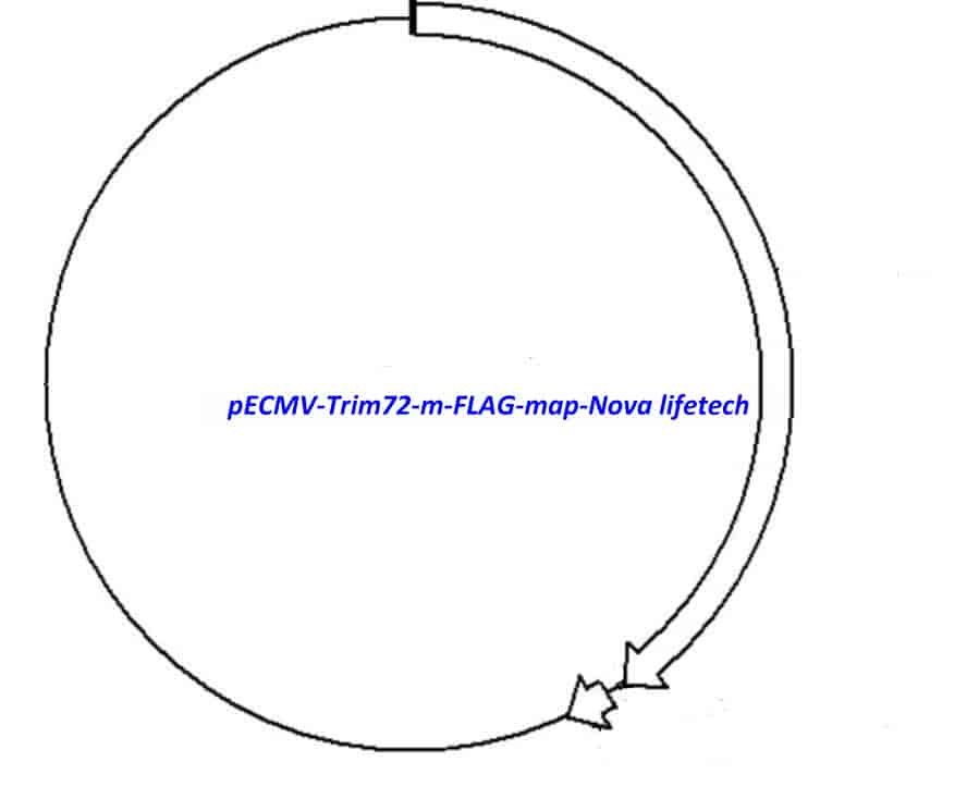 pECMV-Trim72-m-FLAG Plasmid