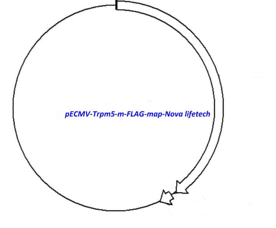 pECMV-Trpm5-m-FLAG Plasmid