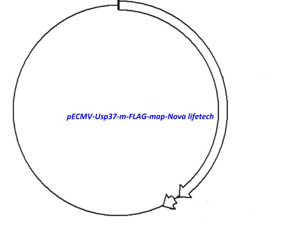 pECMV-Usp37-m-FLAG Plasmid
