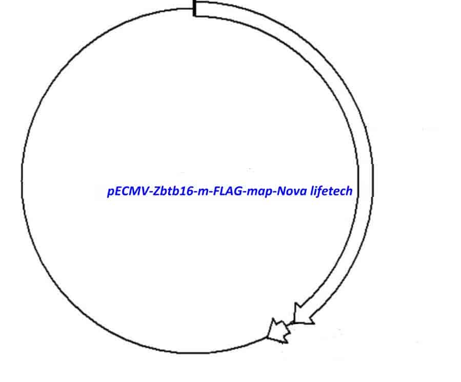 pECMV-Zbtb16-m-FLAG Plasmid