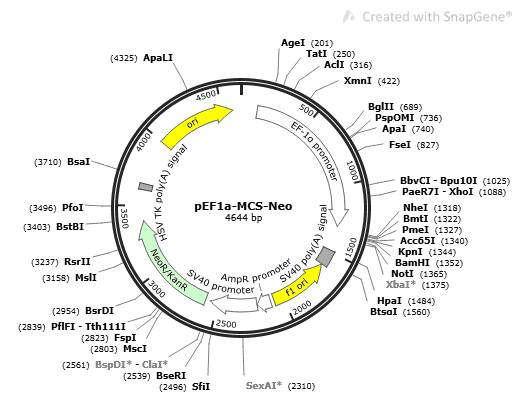 pEF1a-MCS-Neo plasmid