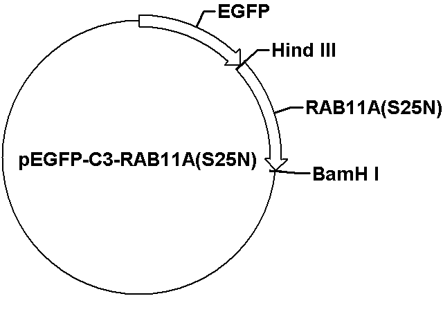 pEGFP-C3-RAB11A(S25N) Plasmid