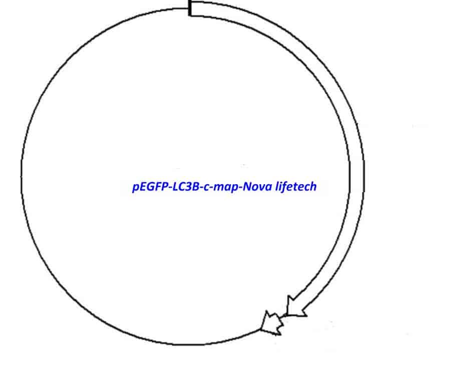 pEGFP- LC3B- c Plasmid