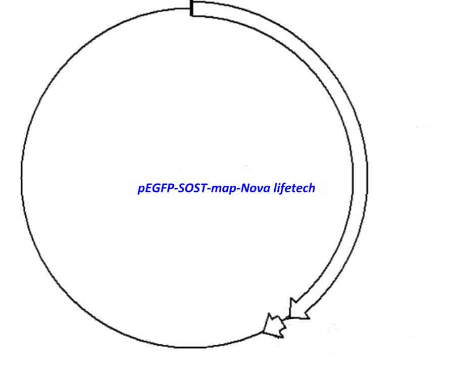 pEGFP-SOST