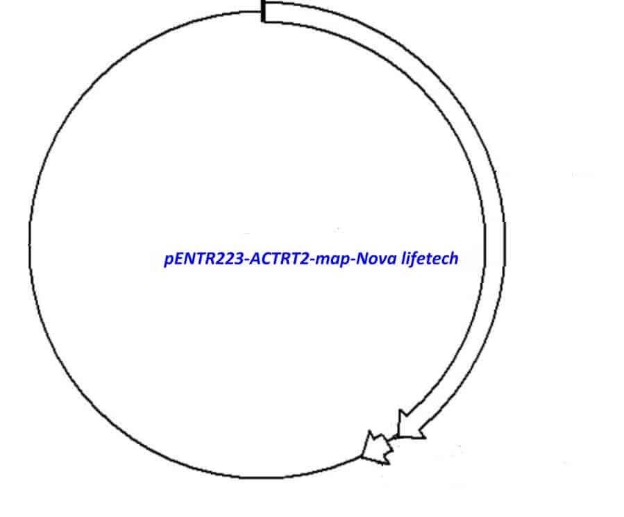 pENTR223-ACTRT2 vector