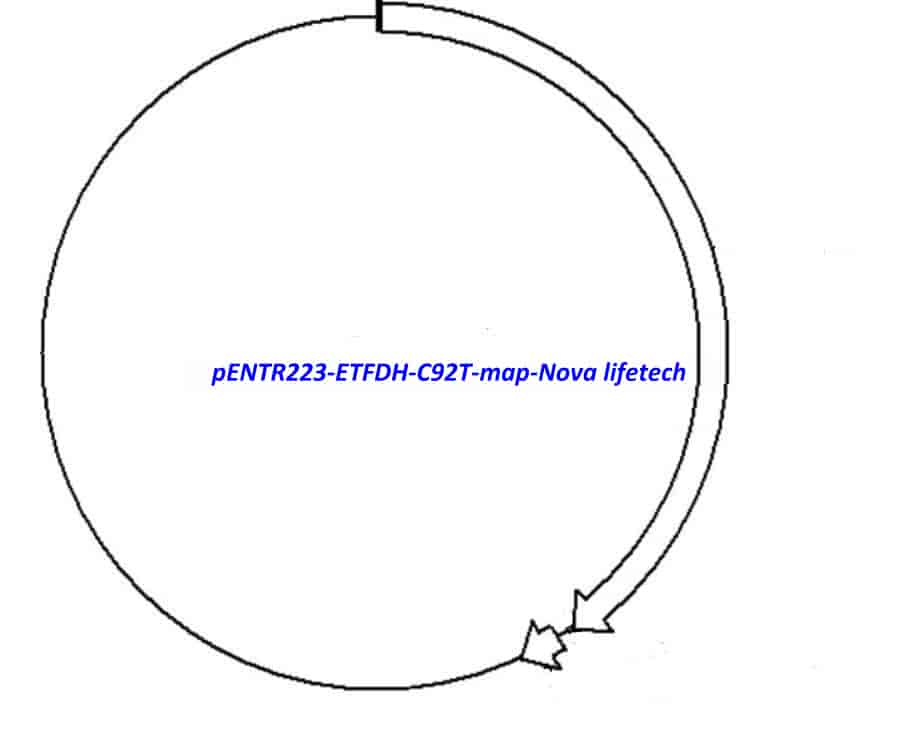 pENTR223-ETFDH-C92T