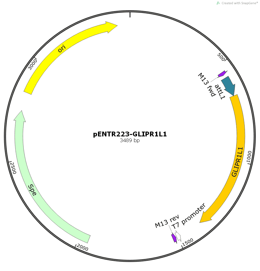 pENTR223- GLIPR1L1
