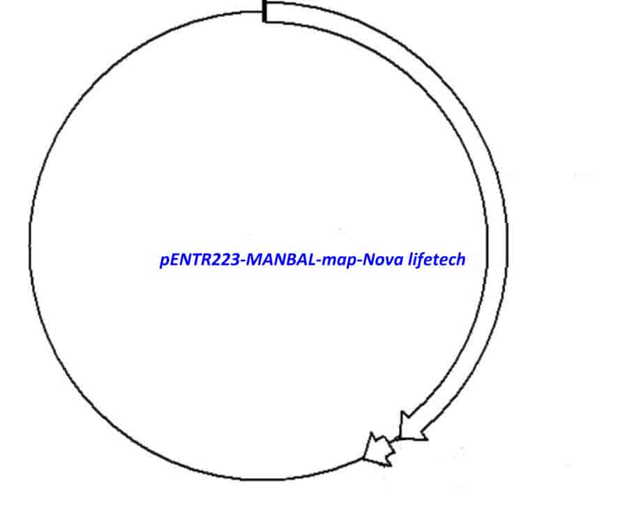 pENTR223-MANBAL - Click Image to Close