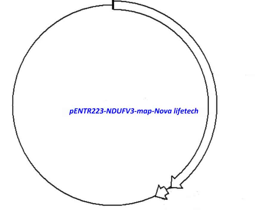 pENTR223-NDUFV3 vector