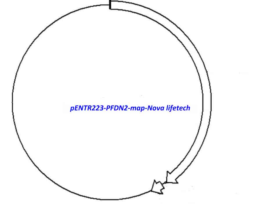 pENTR223-PFDN2 vector - Click Image to Close