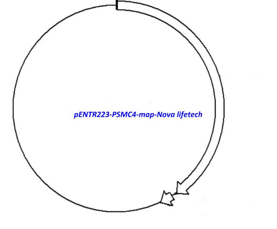 pENTR223-PSMC4 vector