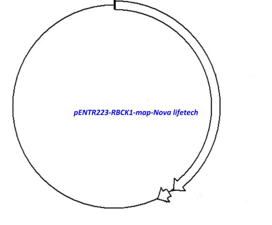 pENTR223- RBCK1 - Click Image to Close