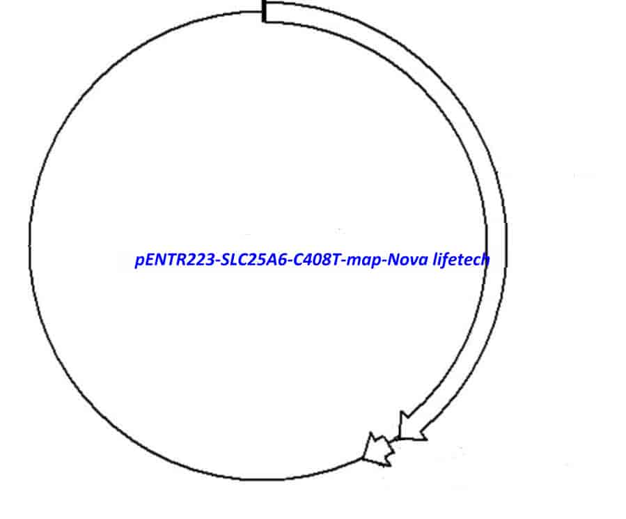 pENTR223-SLC25A6-C408T vector - Click Image to Close