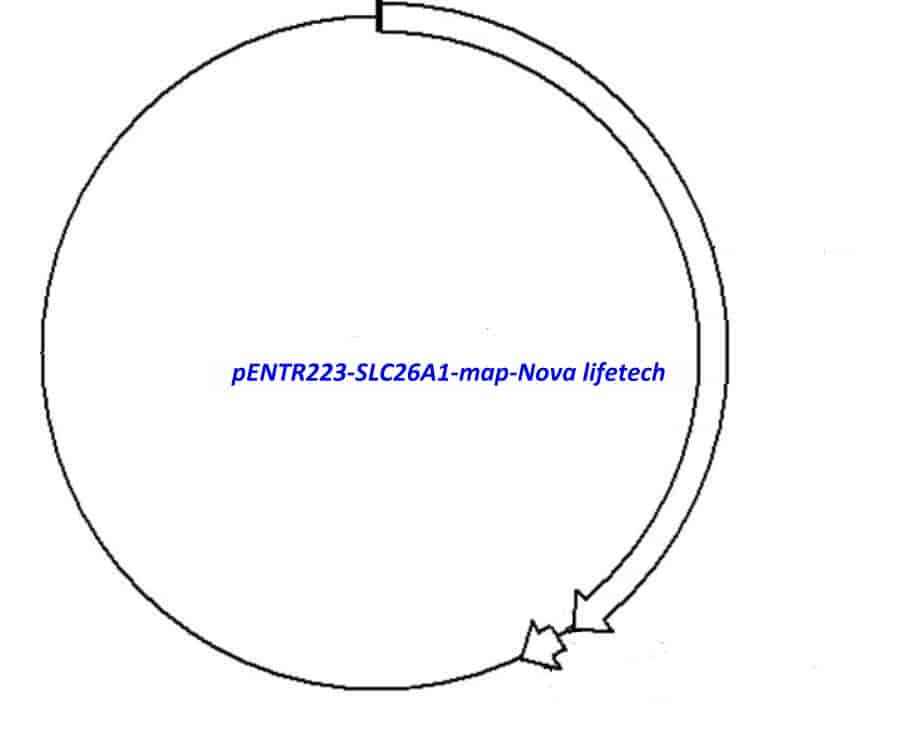 pENTR223- SLC26A1