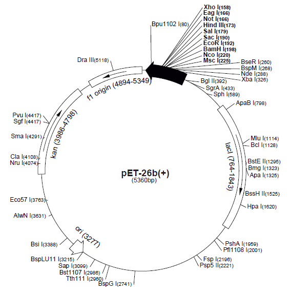 pET- 26b Plasmid