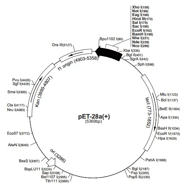 pET-28a