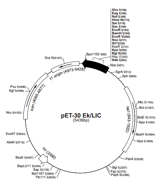 pET-30 EK/LIC