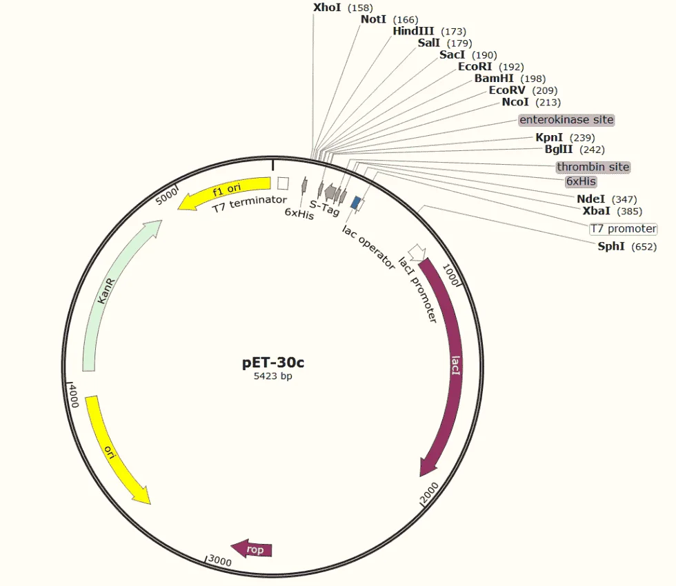 Pet30 Radiator pET-30c plasmid,pET-30c,pET-30c plasmid,pET-30c sequence,pET-30c map