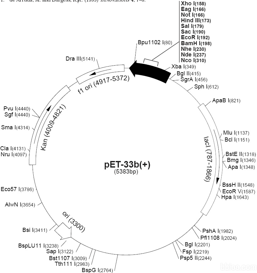 pET- 33b Plasmid
