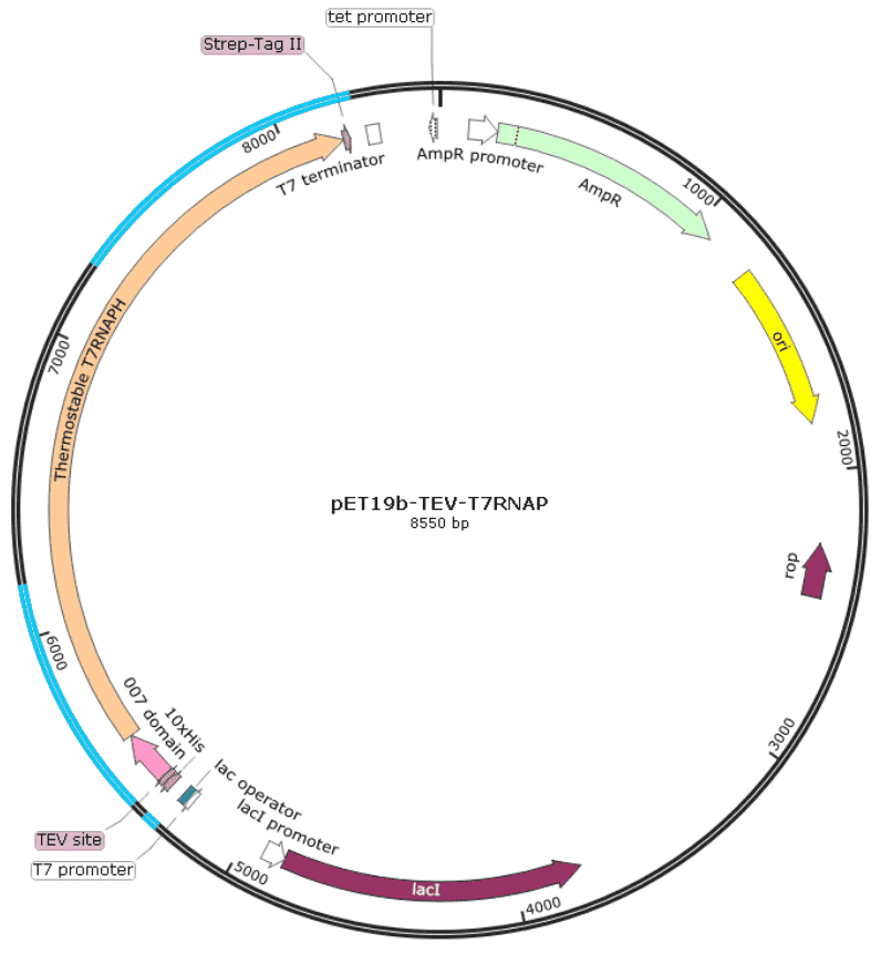 pET19b-TEV-T7RNAP Plasmid