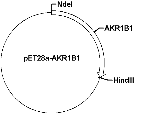 pET28a-AKR1B1 Plasmid