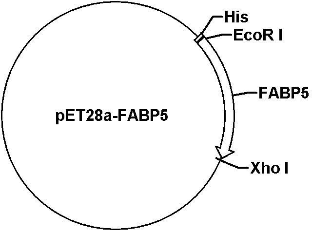 pET28a-FABP5 Plasmid